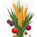 Icona stilizzata di un fascio di grano e vari frutti di bosco, a simboleggiare la freschezza e l'origine locale degli ingredienti.